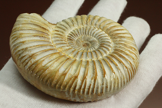 圧倒的な肋模様!モデル的標本のペリスフィンクテスアンモナイト(Ammonite)(その10)