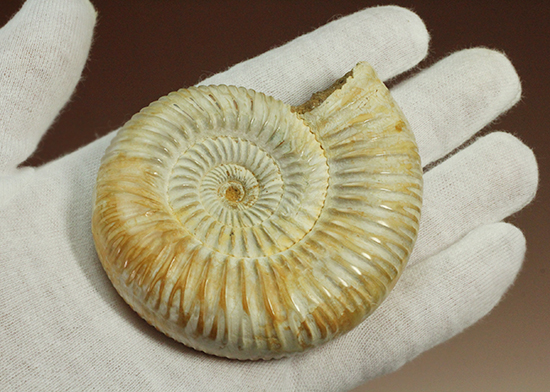 圧倒的な肋模様!モデル的標本のペリスフィンクテスアンモナイト(Ammonite)(その11)