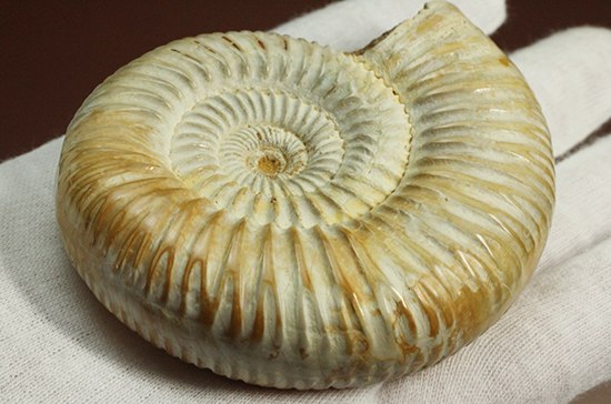 圧倒的な肋模様!モデル的標本のペリスフィンクテスアンモナイト(Ammonite)(その12)