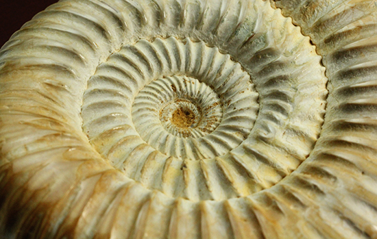 圧倒的な肋模様!モデル的標本のペリスフィンクテスアンモナイト(Ammonite)(その13)