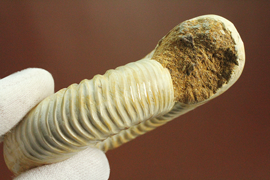 圧倒的な肋模様！モデル的標本のペリスフィンクテスアンモナイト(Ammonite)（その14）