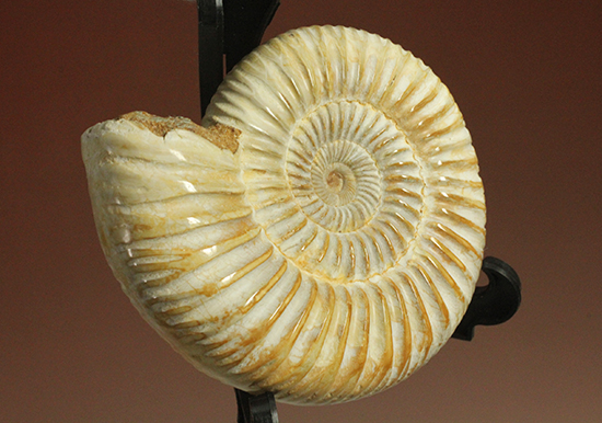 圧倒的な肋模様！モデル的標本のペリスフィンクテスアンモナイト(Ammonite)（その15）