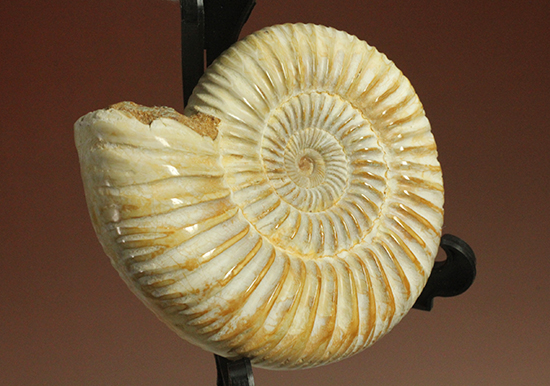 圧倒的な肋模様!モデル的標本のペリスフィンクテスアンモナイト(Ammonite)(その15)