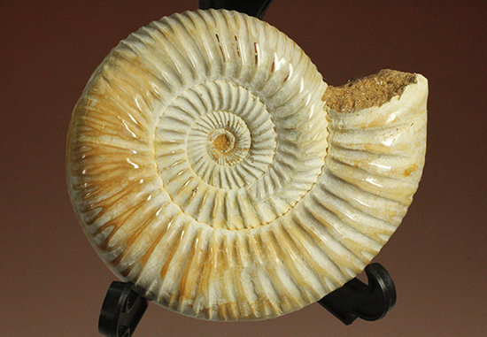 圧倒的な肋模様！モデル的標本のペリスフィンクテスアンモナイト(Ammonite)（その16）