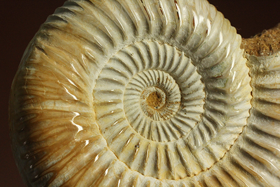 圧倒的な肋模様!モデル的標本のペリスフィンクテスアンモナイト(Ammonite)(その17)