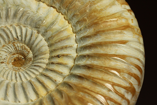 圧倒的な肋模様!モデル的標本のペリスフィンクテスアンモナイト(Ammonite)(その18)