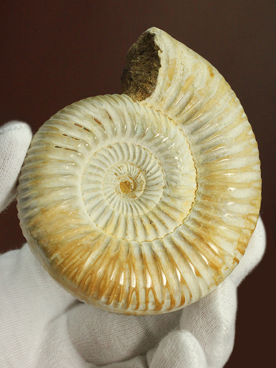 圧倒的な肋模様！モデル的標本のペリスフィンクテスアンモナイト(Ammonite)