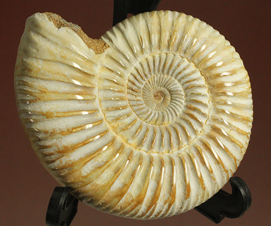 圧倒的な肋模様！モデル的標本のペリスフィンクテスアンモナイト(Ammonite)（その2）