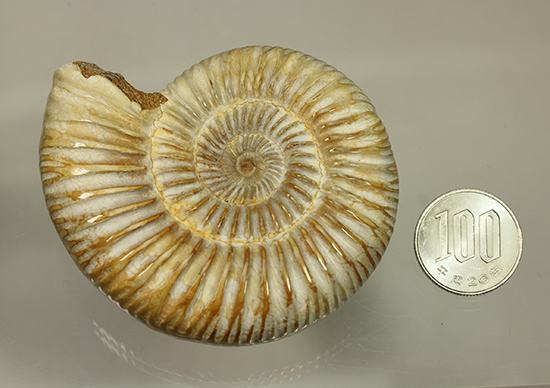 圧倒的な肋模様！モデル的標本のペリスフィンクテスアンモナイト(Ammonite)（その20）