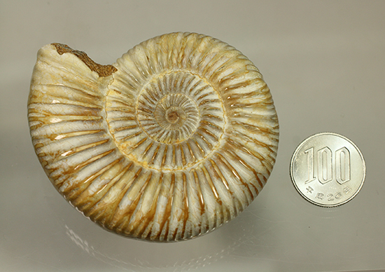 圧倒的な肋模様!モデル的標本のペリスフィンクテスアンモナイト(Ammonite)(その20)