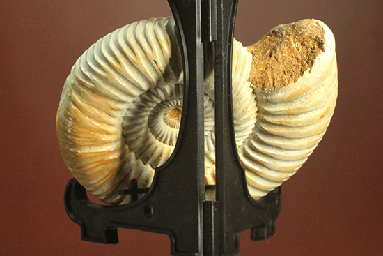 圧倒的な肋模様！モデル的標本のペリスフィンクテスアンモナイト(Ammonite)（その4）