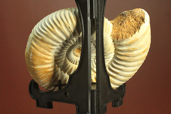 圧倒的な肋模様!モデル的標本のペリスフィンクテスアンモナイト(Ammonite)(その4)
