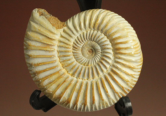 圧倒的な肋模様!モデル的標本のペリスフィンクテスアンモナイト(Ammonite)(その5)