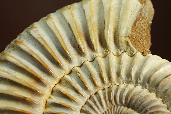 圧倒的な肋模様!モデル的標本のペリスフィンクテスアンモナイト(Ammonite)(その6)