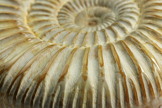 圧倒的な肋模様！モデル的標本のペリスフィンクテスアンモナイト(Ammonite)（その8）