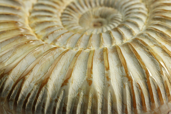 圧倒的な肋模様!モデル的標本のペリスフィンクテスアンモナイト(Ammonite)(その8)