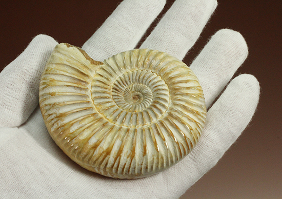 圧倒的な肋模様!モデル的標本のペリスフィンクテスアンモナイト(Ammonite)(その9)