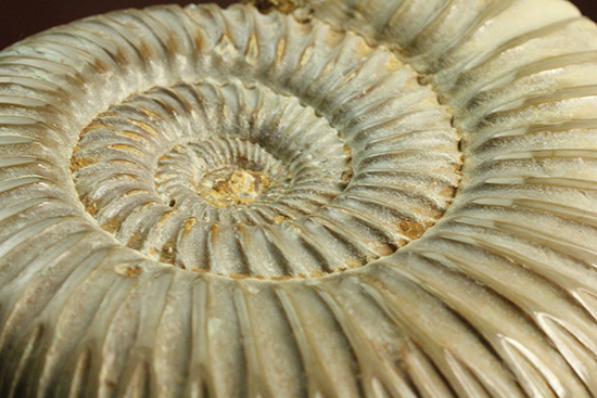曲線美に息を呑む！ジュラ紀のアンモナイト、ペリスフィンクテス(Ammonite)