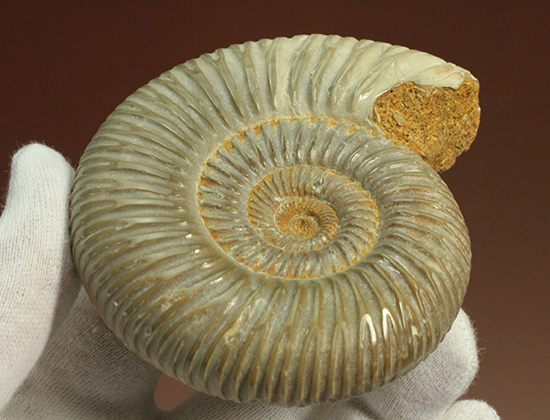 曲線美に息を呑む!ジュラ紀のアンモナイト、ペリスフィンクテス(Ammonite)(その10)