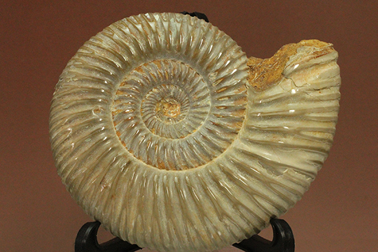 曲線美に息を呑む！ジュラ紀のアンモナイト、ペリスフィンクテス(Ammonite)（その12）