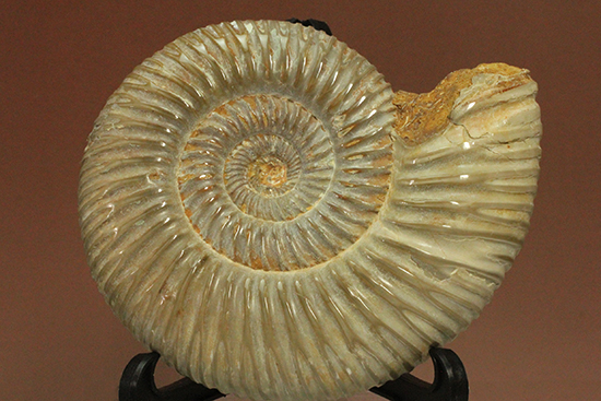 曲線美に息を呑む!ジュラ紀のアンモナイト、ペリスフィンクテス(Ammonite)(その12)