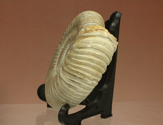 曲線美に息を呑む！ジュラ紀のアンモナイト、ペリスフィンクテス(Ammonite)（その13）