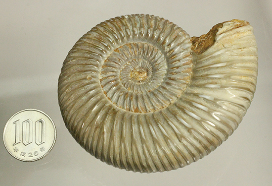 曲線美に息を呑む!ジュラ紀のアンモナイト、ペリスフィンクテス(Ammonite)(その15)