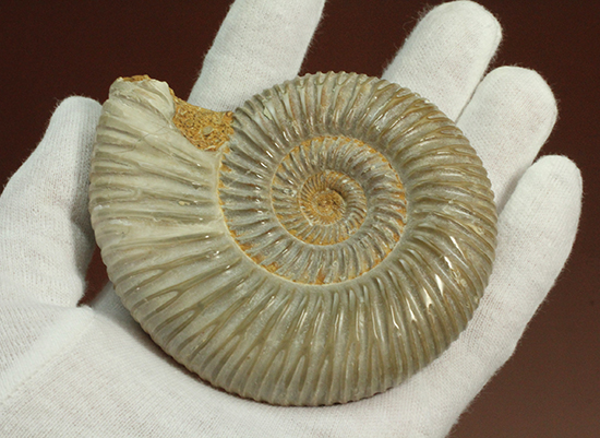 曲線美に息を呑む!ジュラ紀のアンモナイト、ペリスフィンクテス(Ammonite)(その2)