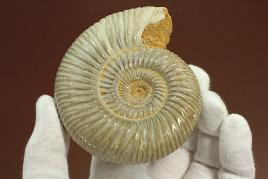 曲線美に息を呑む!ジュラ紀のアンモナイト、ペリスフィンクテス(Ammonite)(その3)