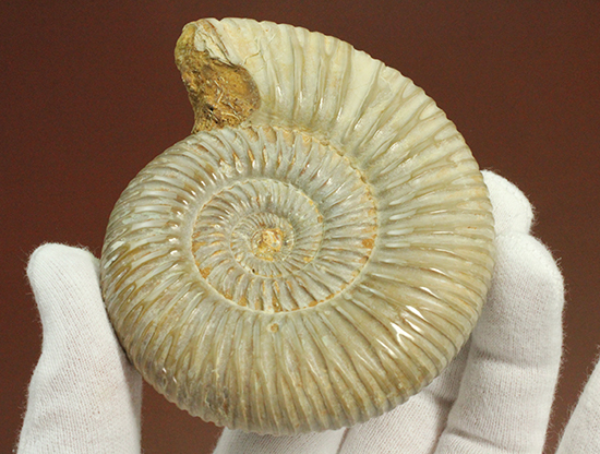 曲線美に息を呑む！ジュラ紀のアンモナイト、ペリスフィンクテス(Ammonite)（その4）