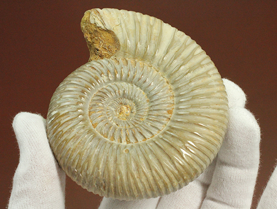 曲線美に息を呑む!ジュラ紀のアンモナイト、ペリスフィンクテス(Ammonite)(その4)