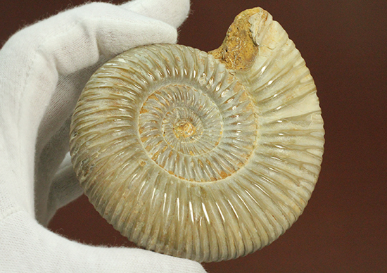 曲線美に息を呑む!ジュラ紀のアンモナイト、ペリスフィンクテス(Ammonite)(その5)