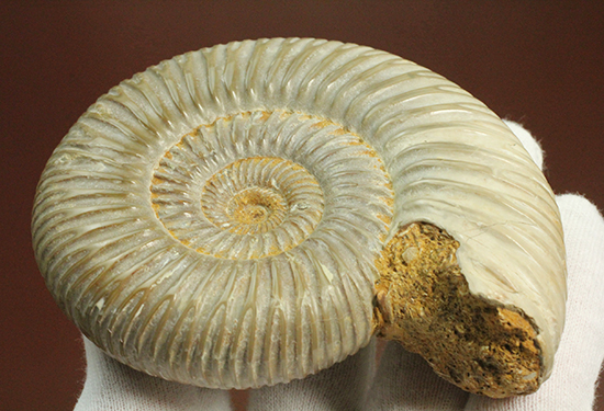 曲線美に息を呑む！ジュラ紀のアンモナイト、ペリスフィンクテス(Ammonite)
