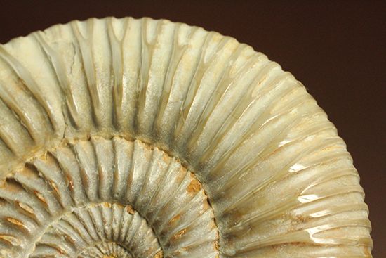 曲線美に息を呑む!ジュラ紀のアンモナイト、ペリスフィンクテス(Ammonite)(その9)
