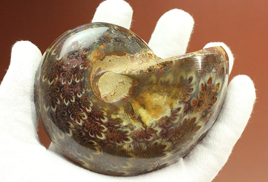 個性的でエレガントな臙脂色アンモナイト(Ammonite)（その1）