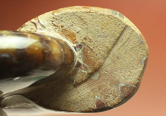 個性的でエレガントな臙脂色アンモナイト(Ammonite)（その10）