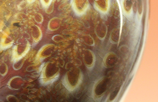 個性的でエレガントな臙脂色アンモナイト(Ammonite)(その12)