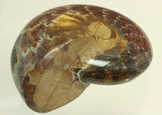 個性的でエレガントな臙脂色アンモナイト(Ammonite)（その13）