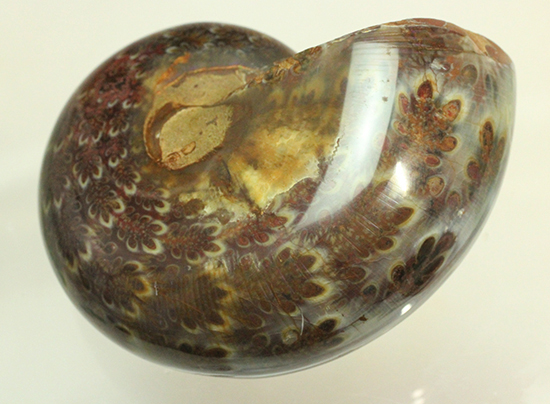 個性的でエレガントな臙脂色アンモナイト(Ammonite)(その14)