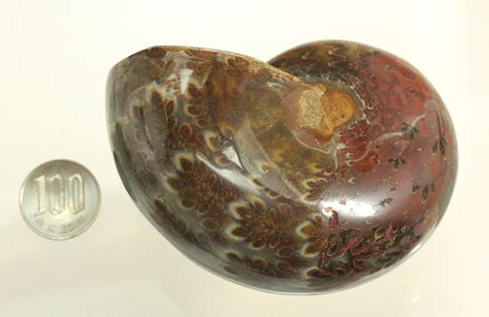 個性的でエレガントな臙脂色アンモナイト(Ammonite)（その15）