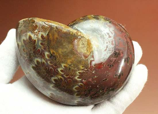 個性的でエレガントな臙脂色アンモナイト(Ammonite)(その3)