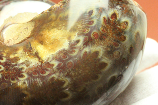 個性的でエレガントな臙脂色アンモナイト(Ammonite)(その6)