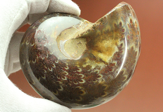 個性的でエレガントな臙脂色アンモナイト(Ammonite)（その7）