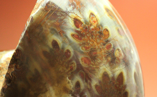 個性的でエレガントな臙脂色アンモナイト(Ammonite)(その8)