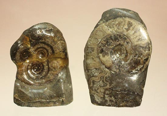 愛らしいサイズの北海道産アンモナイトペアセット(Ammonite)（その1）