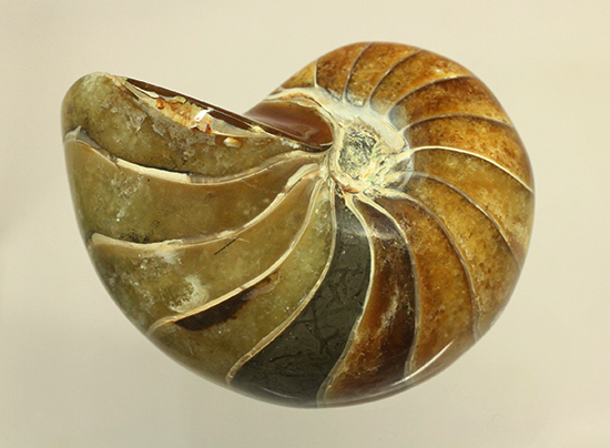 味わい深い色のオウムガイ(Nautilus)の美化石