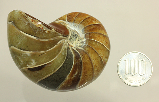 味わい深い色のオウムガイ(Nautilus)の美化石（その18）