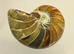 味わい深い色のオウムガイ(Nautilus)の美化石