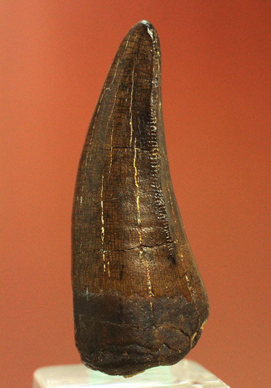 ダスプレトサウルスの見事な前上顎骨歯。これがハンター仕様の独特な形状だ！（その1）