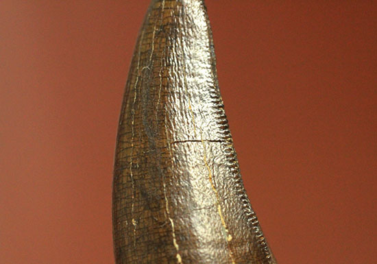 ダスプレトサウルスの見事な前上顎骨歯。これがハンター仕様の独特な形状だ！（その13）